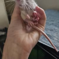 Photo of Rosie
