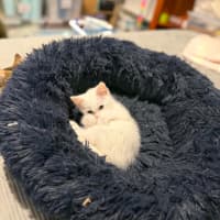 Photo of Pickle