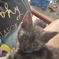 Photo of Jinu **2nd Chance Cat Rescue**