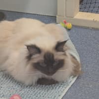 Photo of Gin Fizz (Catalina)
