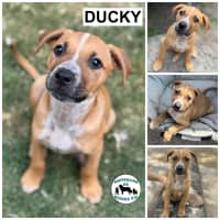 Photo of Ducky 