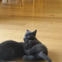 Photo of Shadow