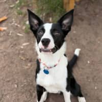 Photo of Sir Remington The 3rd