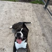 Photo of Ace Ventura 