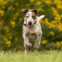 Photo of Hamish   6 Month Old Cattle Dog X