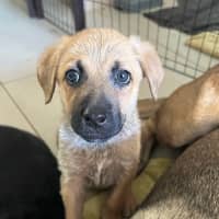 Photo of Churro