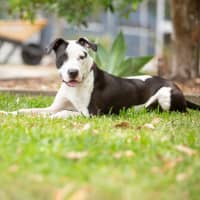 Photo of Snoopy