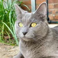 Photo of Iris