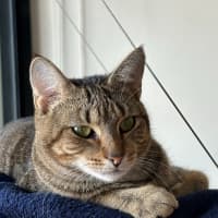 Photo of Cinnamon