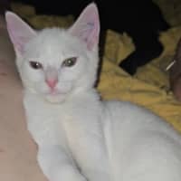 Photo of Cauliflower