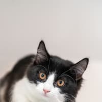 Photo of Crepe