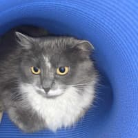 Photo of Milkshake
