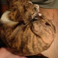 Photo of Domino