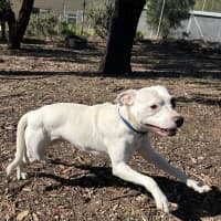 Photo of Knuckles
