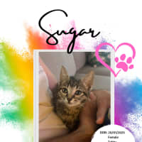Photo of Sugar