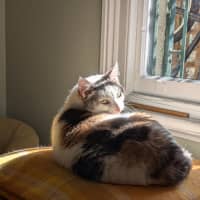 Photo of Princess Peach