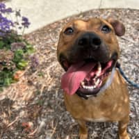 Photo of 🧅 Hollandaise 5770 🧅