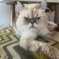 Photo of Cookie