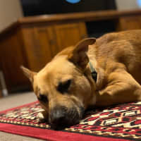 Photo of Bucky   1 Year Old German Shepherd X