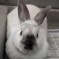 Photo of Muffin 