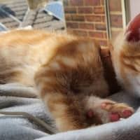 Photo of B1 (In Foster Care In Templestowe)