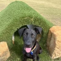 Photo of Elphaba   5 Month Old Shepherd X