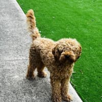 Photo of Cosmo Newhaven