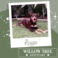 Photo of Reggie