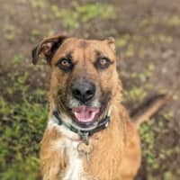Photo of Goose 