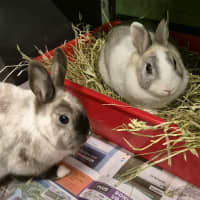 Photo of Penny (Bonded To Tabitha)