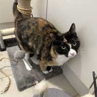 Photo of Sally   Now Available At Pet Quarters Glendale