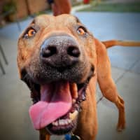 Photo of Lucy