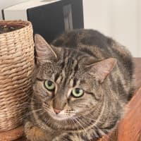 Photo of Sweet Pea