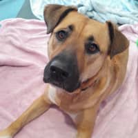 Photo of Brandi   3 Year Old Staffy X Shar Pei