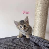 Photo of Blair