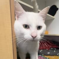 Photo of Phantom