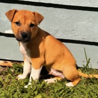 Photo of Otis