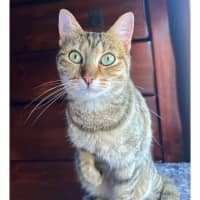 Photo of 10915   Jade