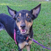 Photo of Samson
