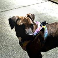 Photo of Sandy