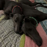 Photo of Mario, The Greyhound
