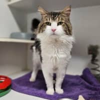 Photo of Fluffy