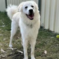 Photo of Buddy