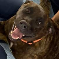 Photo of Lovey   6 Year Old Staffy X