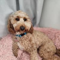 Photo of Caesar   1.5 Year Old Spoodle (Trial)