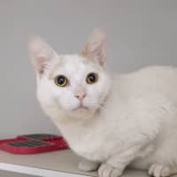 Photo of Bronson