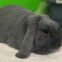 Photo of Cobalt