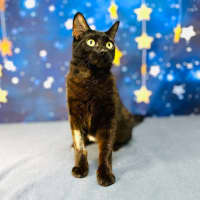 Photo of Mystica   Located In Preston 