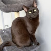 Photo of Cinder
