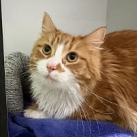 Photo of Ginger